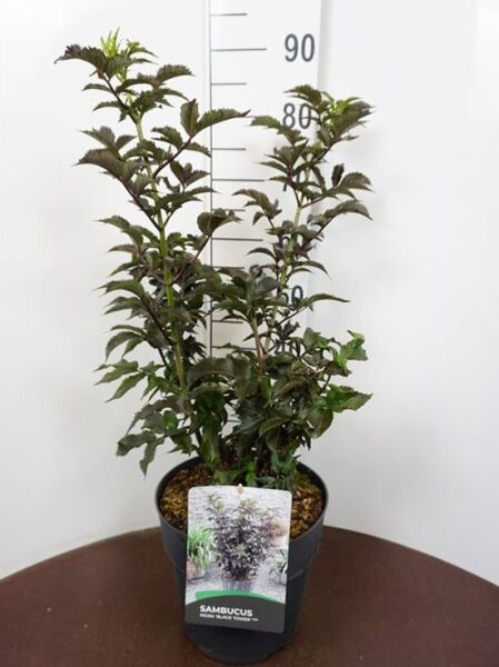 Sambucus nigra 'Black Tower®' / Schwarzer Säulenholunder 'Black Tower®' im Topf C5, 60–100 cm, aufrechter Wuchs, dunkles Laub