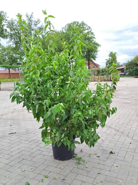 Hoher Maiblumenstrauch / Hoher Sternenstrauch / Hoher Maiblumenstrauch / Hoher Sternenstrauch