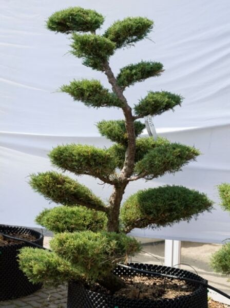 Juniperus media 'Hetzii' H: 200 cm B: 130 cm / Garten-Bonsai (622)