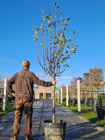 Malus domestica 'Cox Orange' / Apfel 'Cox Orange' Halbstamm 14-16 StU im Container, junger Baum mit Stamm und verzweigter Krone.