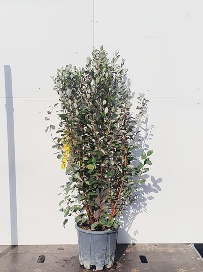 Brasilianische Guave / Ananas-Guave / Brasilianische Guave / Ananas-Guave