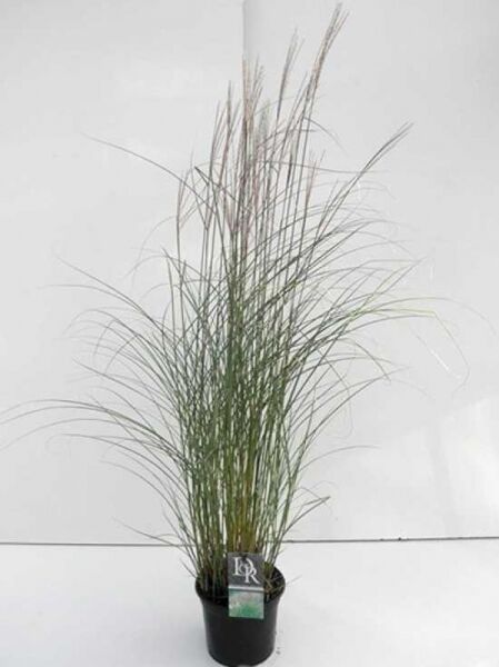 Chinaschilf 'Kleine Silberspinne' / Chinaschilf 'Kleine Silberspinne'