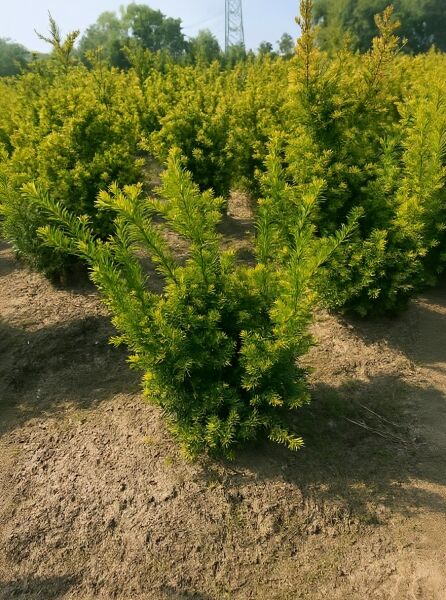 Taxus baccata 'Semperaurea' (Goldene Eibe), buschiger Strauch mit gelbgrünem Laub, 50–60 cm, m. B.