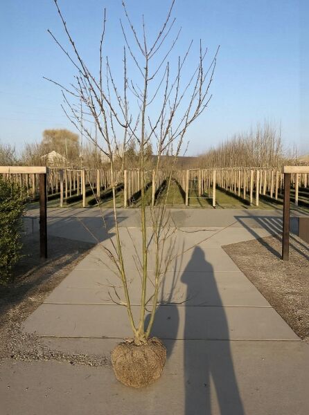 Catalpa bignonioides (Trompetenbaum) 200–250 cm m. Db., mehrstämmiger Jungbaum mit Wurzelballen und kahlen Zweigen.