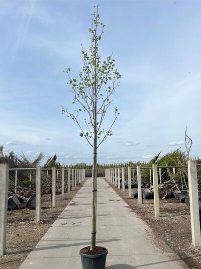 Amerikanischer Tulpenbaum / Liriodendron tulipifera