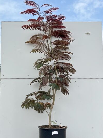 Seidenbaum 'Evey's Pride' / Albizia julibrissin 'Evey's Pride'®