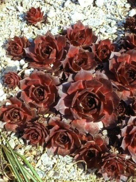 Riesen-Hauswurz / Dachwurz 'Othello' / Sempervivum 'Othello'