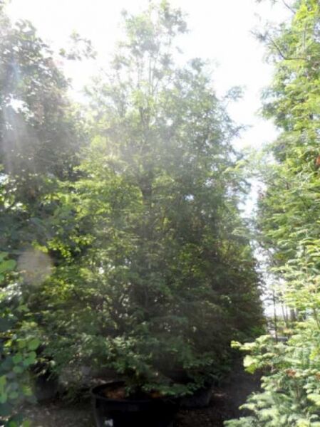 Urweltmammutbaum / Wasserlärche / Wassertanne  / Urweltmammutbaum / Wasserlärche / Wassertanne 