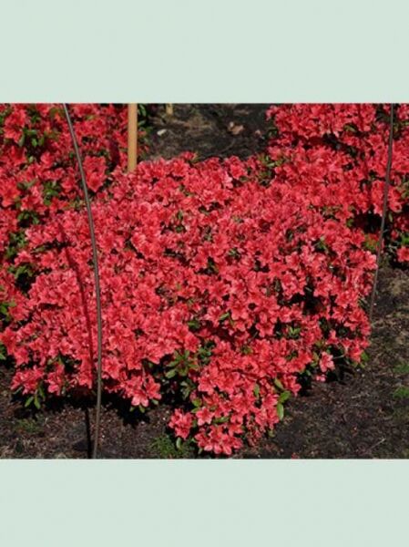 Rhododendron nakaharai 'Racoon' / Japanische Azalee 'Racoon' Solitär, 80–90 cm Breite, kompakter Strauch mit roten Blüten