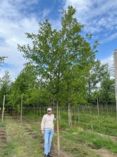 Alnus glutinosa (Schwarz-Erle/Rot-Erle) Hochstamm 25–30 StU mit Drahtballierung, Baum mit grünem Laub im Feld.