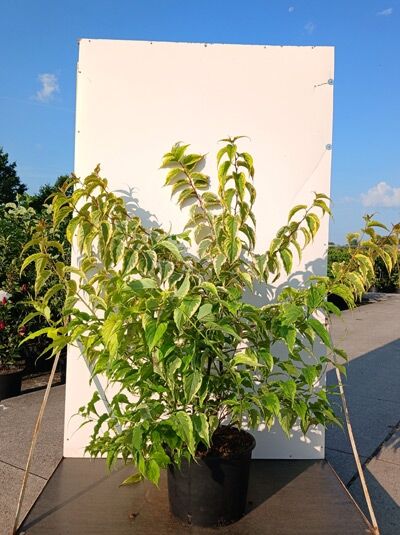 Perlschweif 'Joy Forever' - Stachyurus chinensis 'Joy Forever'
