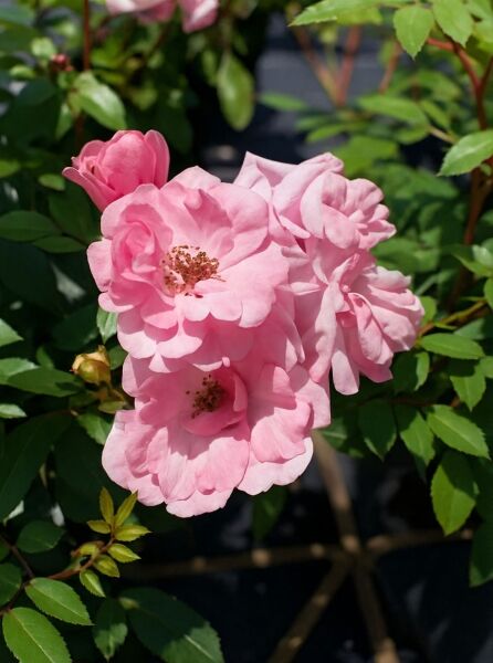 Rosa 'Schöne Dortmunderin' – Beetrose 'Schöne Dortmunderin' mit rosafarbenen, offenen Blüten und grünem Laub