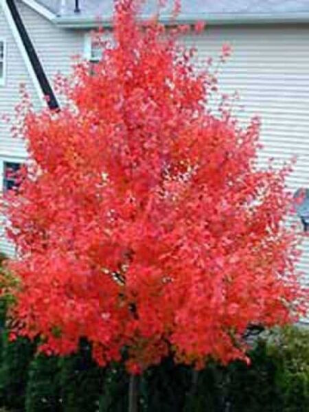 Acer rubrum 'October Glory' / Rot-Ahorn 'October Glory'