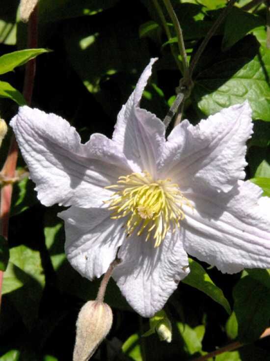 Waldrebe 'Entel' / Clematis viticella 'Entel' kaufen