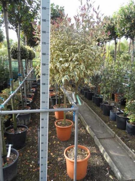 Ligustrum japonicum 'Variegatum' / Weißbunter japanischer Liguster 'Variegatum' als Hochstamm im Container, ca. 80 cm Stammhöhe
