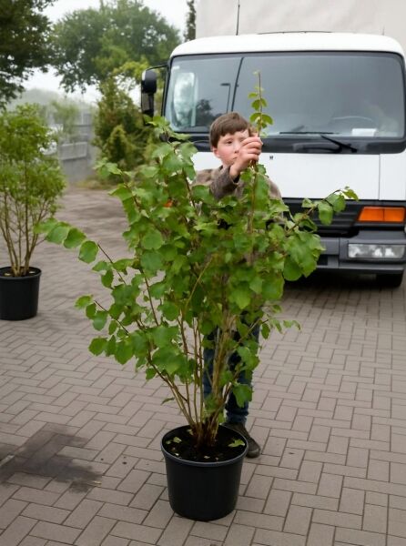 Zaubernuss 'Diane' (Hamamelis intermedia 'Diane') im Pflanztopf C30, Strauch 125–150 cm mit grünen Blättern