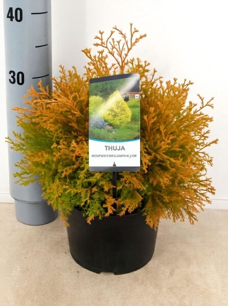 Thuja occidentalis 'Rheingold' (Lebensbaum) im C3-Topf, 25–30 cm, kompakter Strauch mit goldgelbem Nadelwerk