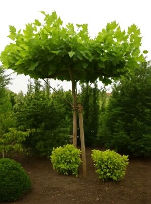 Dach-Platane / Schirmplatane - Platanus acerifolia 'Dachform / Sternform /  Dachspalier'