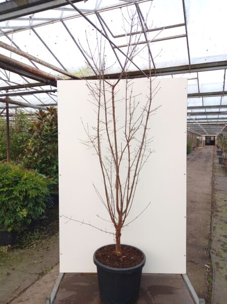 Acer griseum (Zimt-Ahorn) 175–200 cm, C35, mehrstämmiger Laubbaum im Container mit aufrechten, kahlen Trieben.