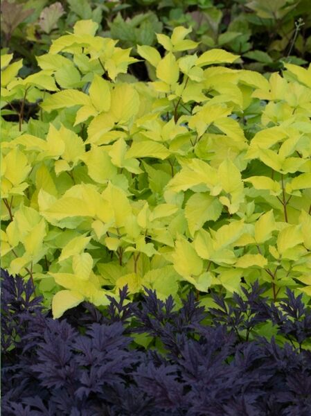 Japanische Stauden-Aralie 'Sun King' / Aralia cordata 'Sun King'