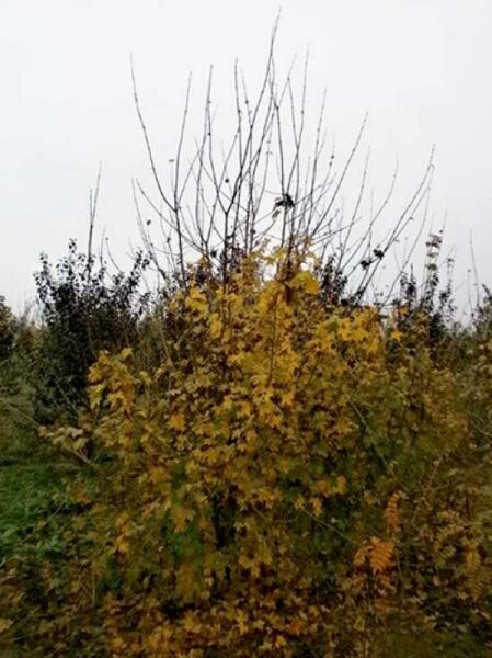 Acer campestre (Feld-Ahorn) 250–300 cm mit Db., mehrstämmiger Baum mit gelblich gefärbtem Laub und aufrechten Trieben