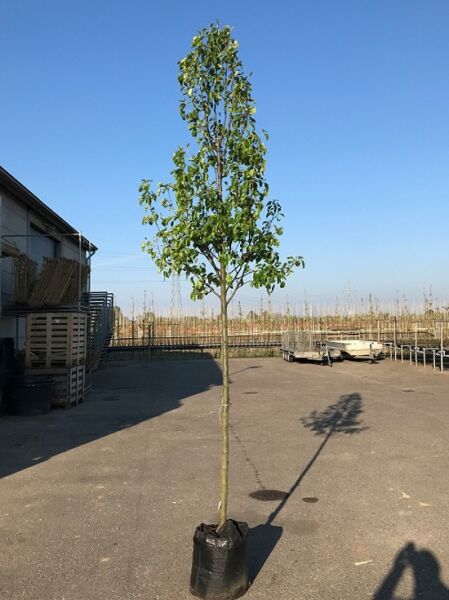 Pyrus communis 'Alexander Lucas' / Birne 'Alexander Lucas' Hochstamm 10-12 StU im Container, junger Baum mit belaubter Krone