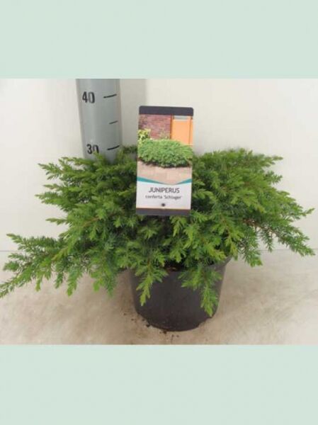 Kriech-Wacholder 'Schlager' (Juniperus conferta 'Schlager') im Pflanztopf, 40–50 cm breit, mit dichtem, grünem Nadelwerk.