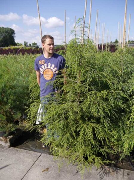 Tsuga canadensis / Kanadische Hemlocktanne 150-175 cm C20, mehrtriebige Nadelbaum-Pflanze im Container mit überhängenden Zweigen