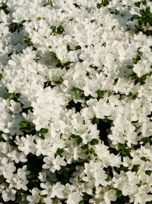 Japanische Azalee 'Schneeglanz' - Rhododendron obtusum 'Schneeglanz'