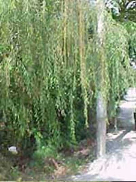Salix babylonica 'Pendula' / Babylonische Trauer-Weide