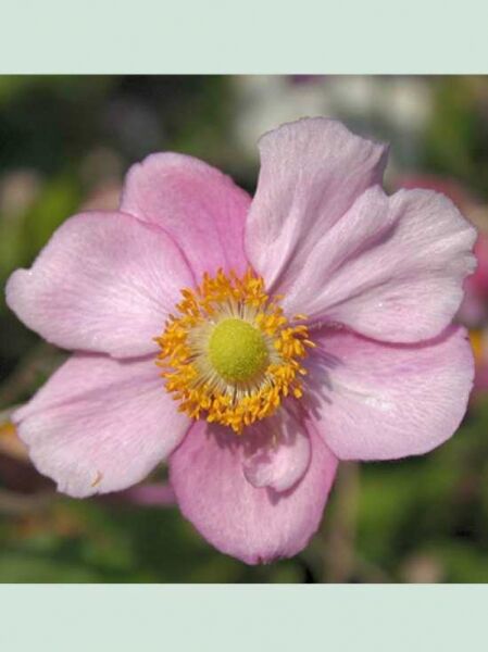 Anemone japonica 'Rosenschale' / Herbst-Anemone