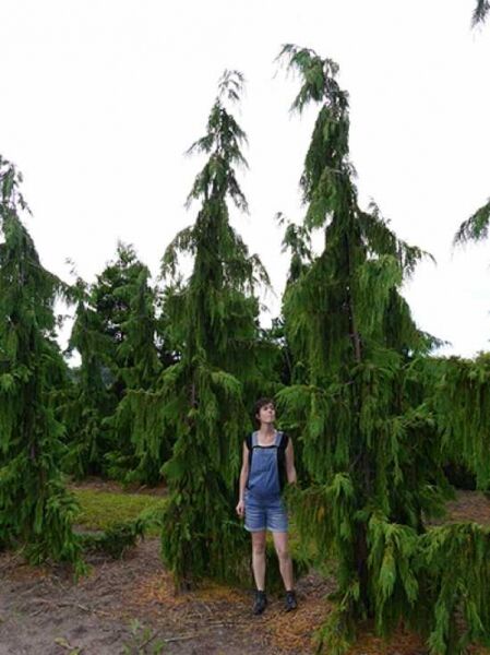 Hänge-Nootkazypresse (Chamaecyparis nootkatensis 'Pendula') 400-450 cm m. Db., aufrechter Stamm mit herabhängenden Zweigen.