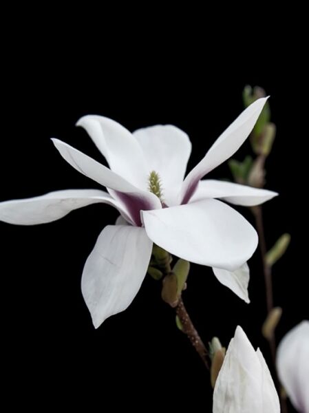 Tulpen-Magnolie 'Alba Superba' / Magnolia soulangiana 'Alba Superba'