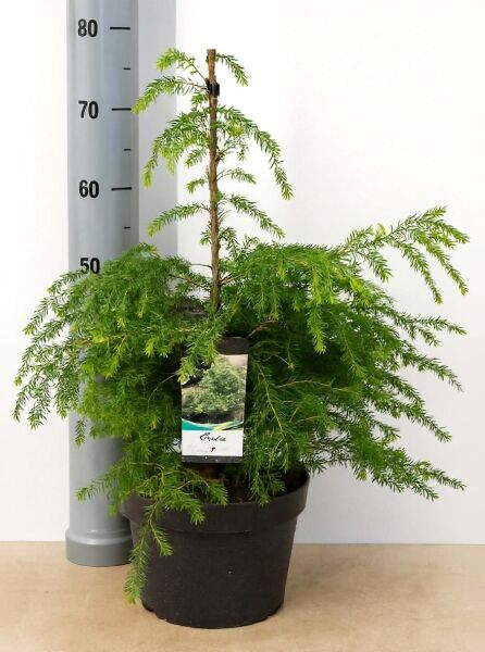Tsuga canadensis / Kanadische Hemlocktanne 50–60 cm, C5-Topf, junge Pflanze mit überhängenden, nadeligen Trieben im Container.