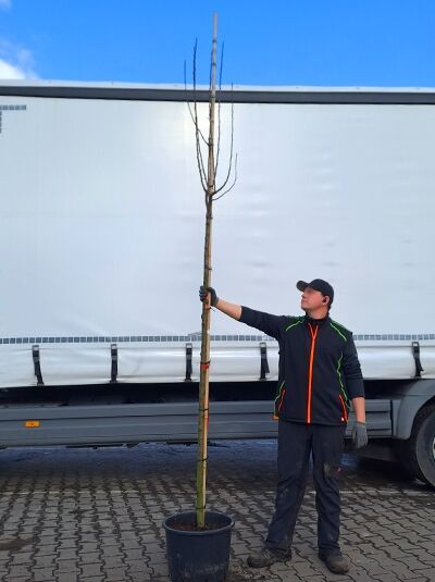 Zierapfel 'Royalty' / Zierapfel 'Royalty'