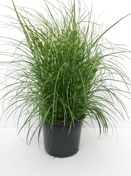 Miscanthus sinensis 'Little Zebra' / Kleines Zebraschilf 'Little Zebra' C10, grünes Ziergras im Pflanztopf mit schmalen Blättern