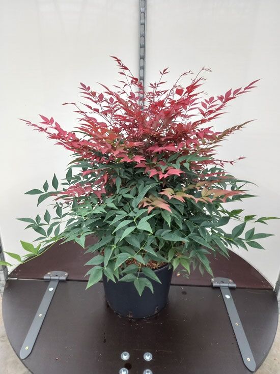 Heiliger Bambus / Himmelsbambus 'Obsessed' - Nandina domestica 'Obsessed'