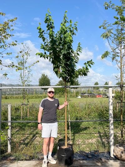 Prunus maackii (Amur-Kirsche) Hochstamm 12-14 StU im Container, junger Baum mit aufrechtem Stamm und grünen Blättern