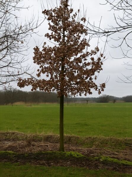 Quercus robur (Stiel-Eiche/Sommer-Eiche) Hochstamm 30-35 StU, Baum mit geradem Stamm und Krone mit braunen Blättern