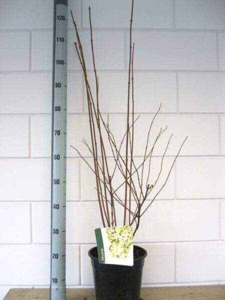 Deutzie 'Plena' (Deutzia scabra 'Plena'), gefüllter Sternchenstrauch im Topf C7, 60–80 cm, mit unbelaubten Trieben