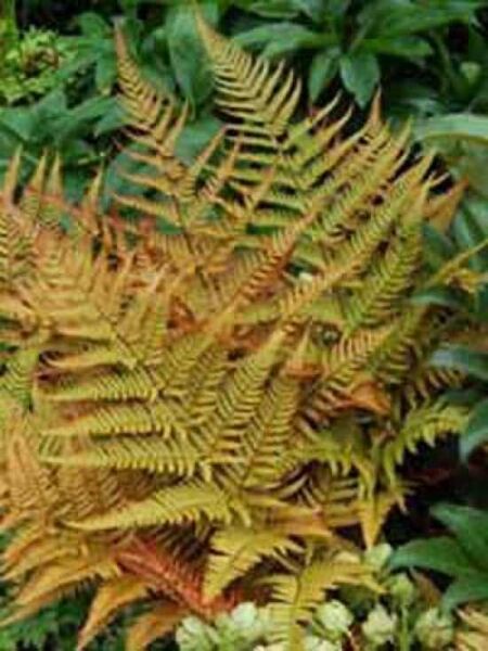 Rotschleierfarn / Dryopteris erythrosora