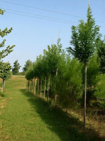 Sophora japonica 'Fastigiata' (Japanischer Schnurbaum) als Säulen-Schnurbaum Hochstamm in Reihe gepflanzt, mit Stützpfahl.