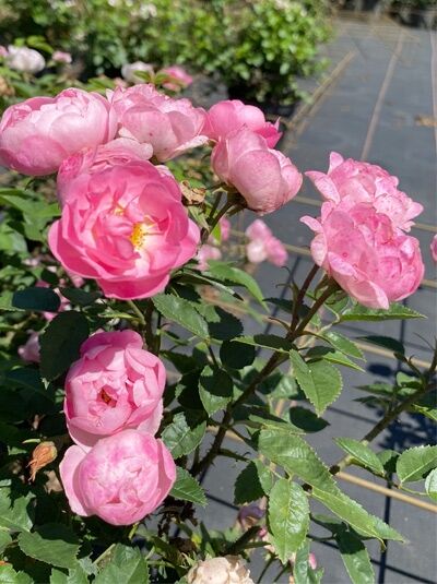 Rosa 'Raubritter' / Kletterrose 'Raubritter' mit rosa, gefüllten Blüten in Dolden und grünem Laub am Trieb