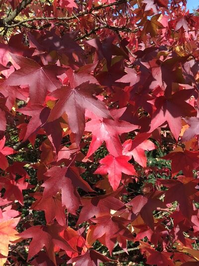Amberbaum 'Worplesdon' / Liquidambar styraciflua 'Worplesdon' kaufen