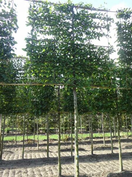 Carpinus betulus (Hainbuche/Weißbuche) Hochstamm-Spalier, rechteckig erzogene Krone am Spaliergerüst, Stamm 210 cm.