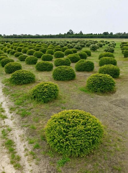 Picea abies 'Nidiformis' / Nest-Fichte 80-100 cm (breit) m. Db., rundlicher, dichter Nadelgehölz-Busch im Feldbestand.