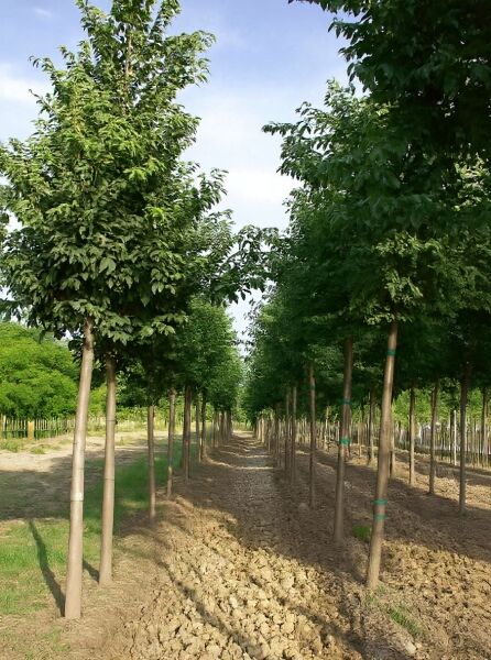 Celtis australis (Südlicher Zürgelbaum) Hochstamm 14-16 StU mit dicht belaubter Krone und geradem Stamm in Baumschulreihe.