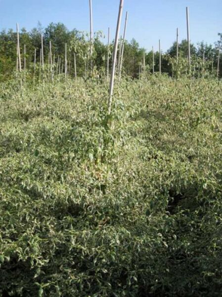 Cornus alternifolia 'Argentea' / Wechselblättriger Hartriegel 'Argentea' 150-175 cm m. B., Strauch im Container auf dem Feld