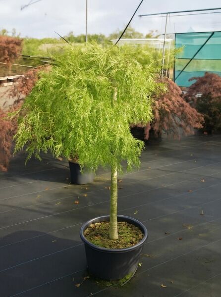 Grüner Schlitz-Ahorn Acer palmatum 'Dissectum', 80 cm Stamm, C35-Topf, grüne fein geschlitzte, überhängende Krone