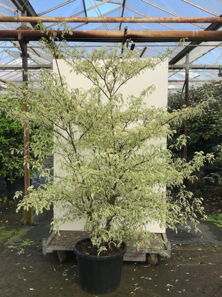 Wechselblättriger Hartriegel (Cornus alternifolia) 'Argentea', variegiertes Laub, 200-250 cm, C80 im Pflanzcontainer.